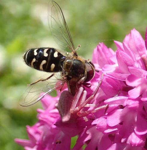 Réf. 244 589 : Scaeva pyrastri
